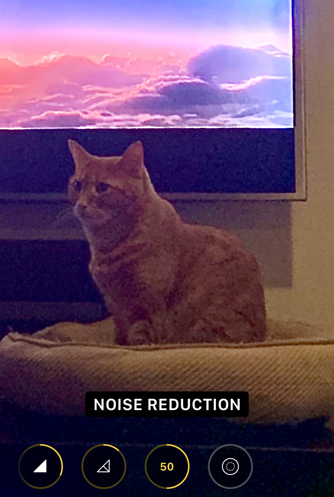 My cat Jenny sitting in front of a television with noise a little blurred.