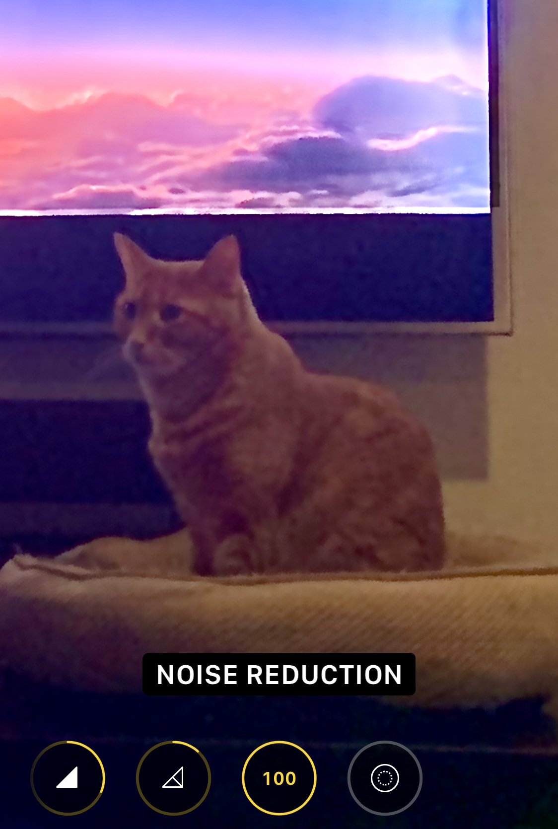 My cat Jenny sitting in front of a television, but she's blurred.