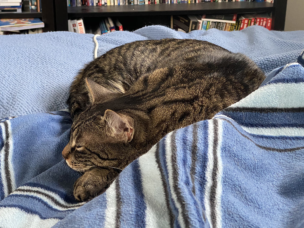 Jake curled up on my bed.