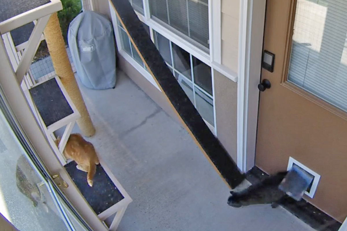 Jenny confronting a cat out in the catio while Jake is making his way out to see what's happening.