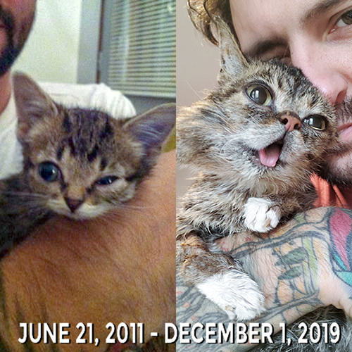 BUB the cat with her Dude... both when he got her in June of 2011 as a kitten, and before he lost her on December 1, 2019... she has a large growth on the side of her face that musy be painful, but she still looks happy!