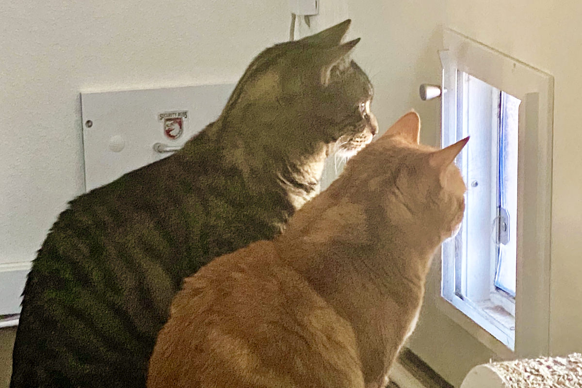 Jake and Jenny looking out the door flap to the catio.