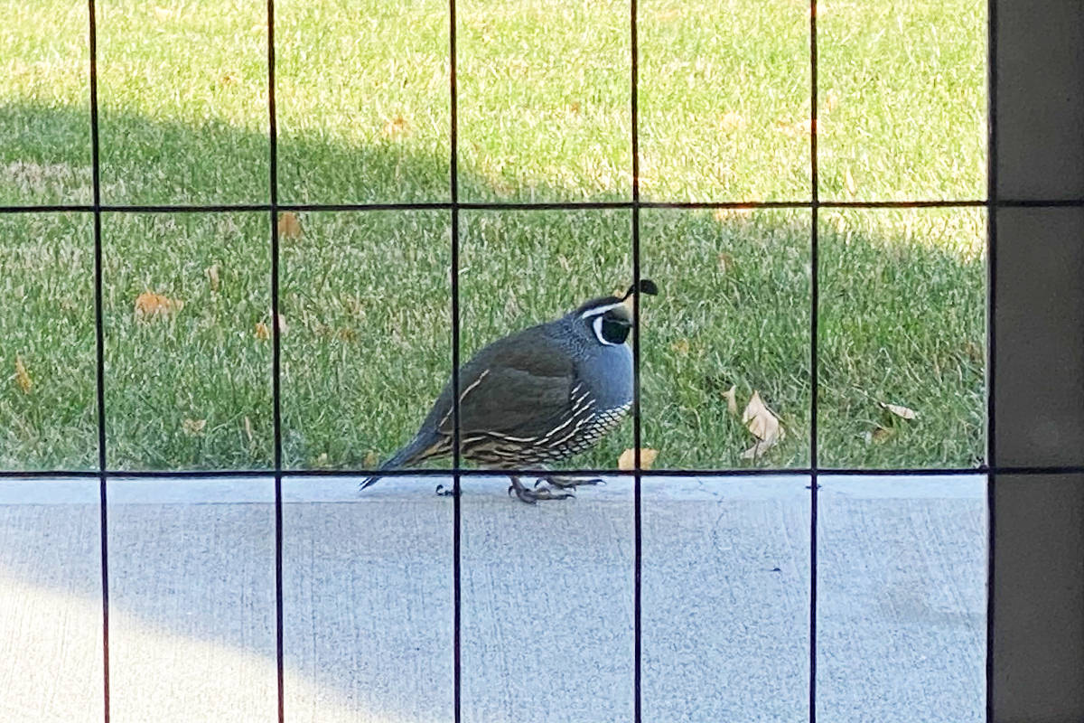 A big fat quail outside the catio.