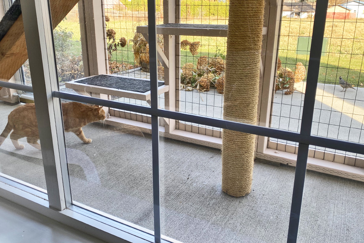 Jenny stalking a quail out in the catio.