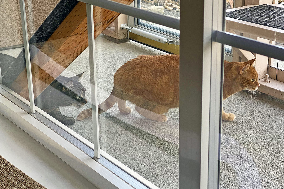 Jake has joined Jenny out in the catio to stalk the quail.