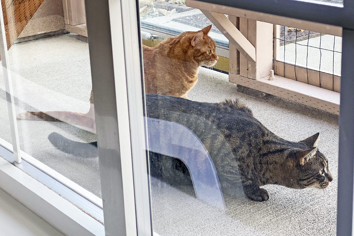 Jake and Jenny out in the catio looking very serious about stalking the quail.