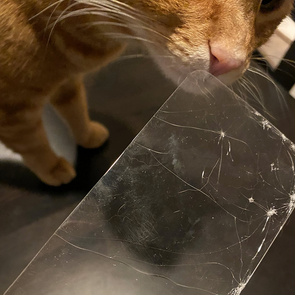 My cat Jenny examining the totally busted screen protector for my iPhone.