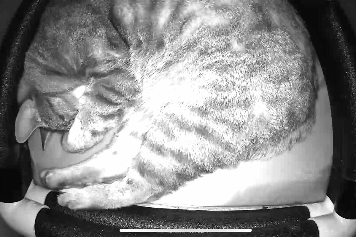 Fake Jake as seen from the roof camera, all snuggled up in his cat shelter with his paws over his nose.