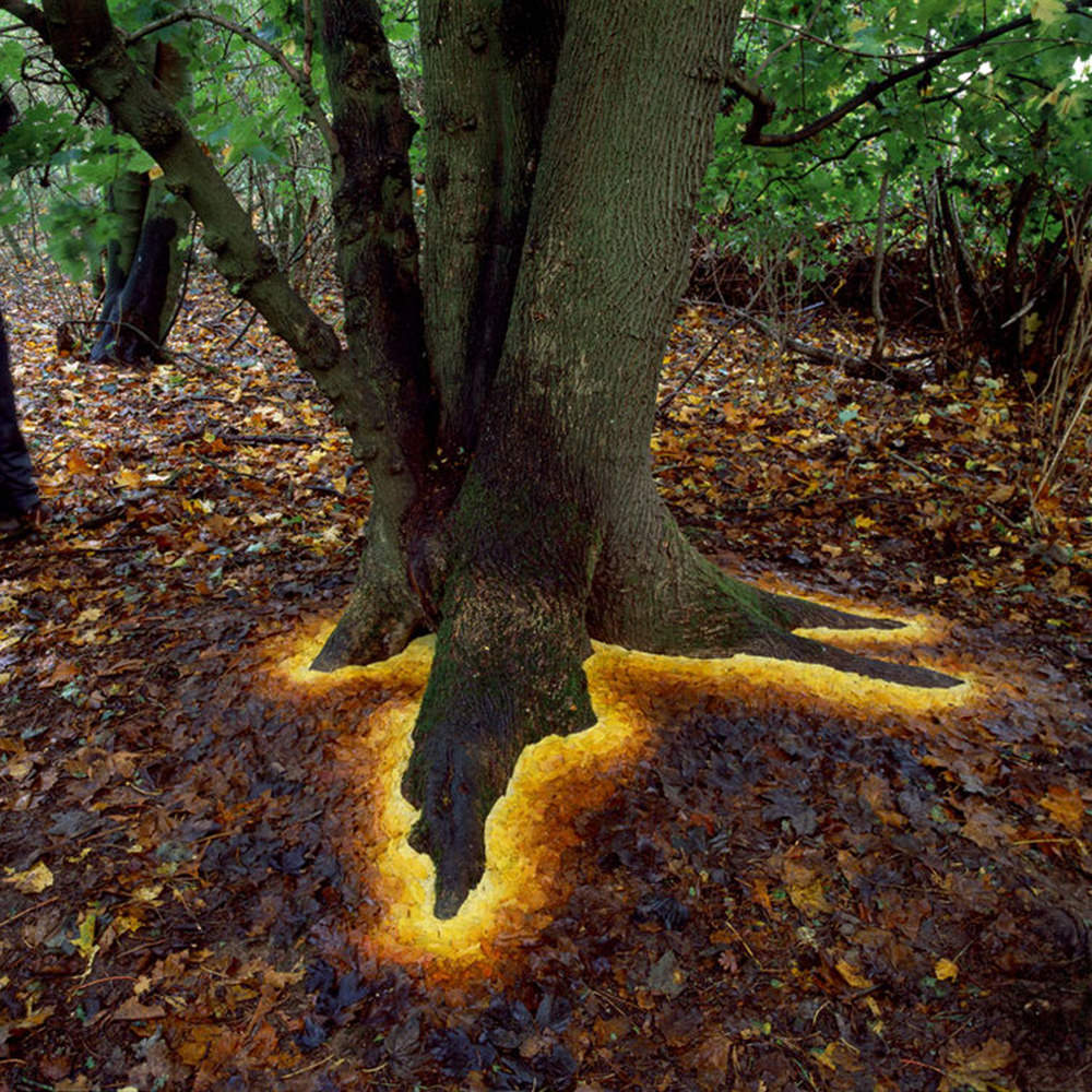 Brilliant yellow leaves fading from the base of a tree.