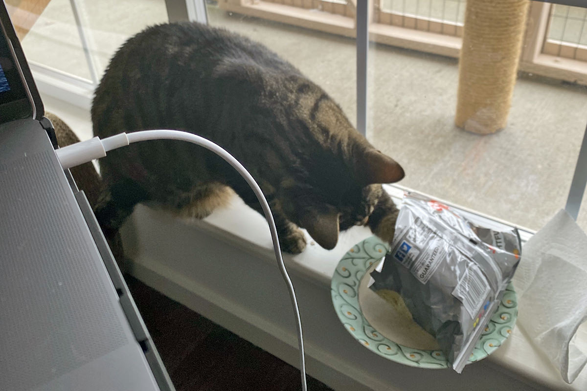 Jake fishing for chips with his paw in a potato chip bag.