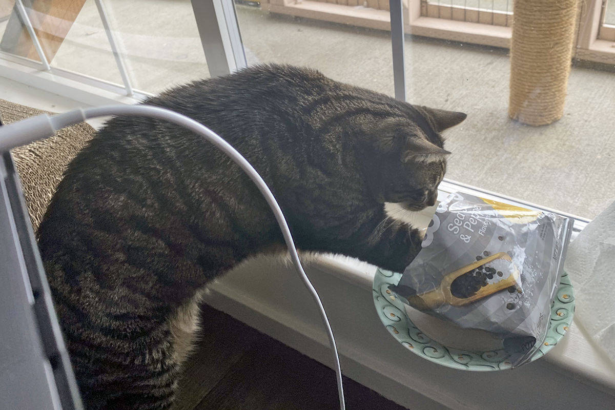 Jake fishing for chips with his paw in a potato chip bag.