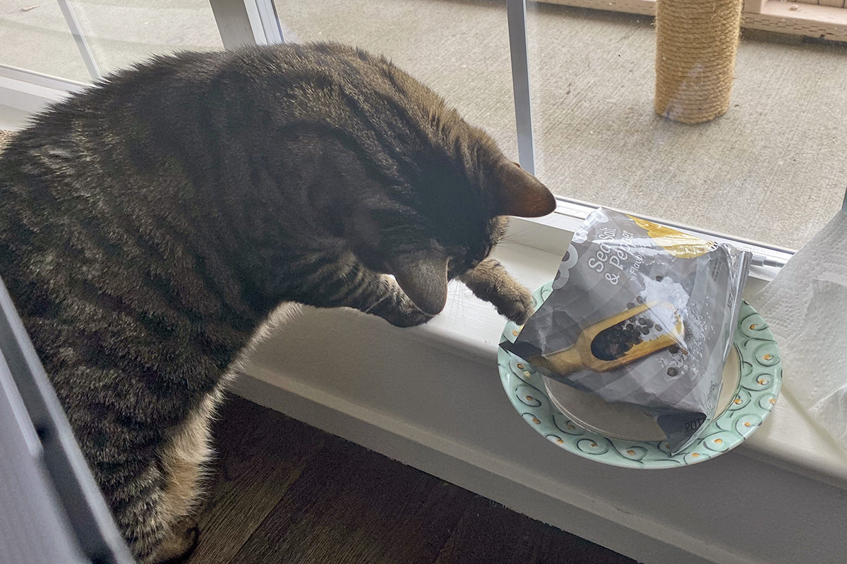 Jake fishing for chips with his paw in a potato chip bag.