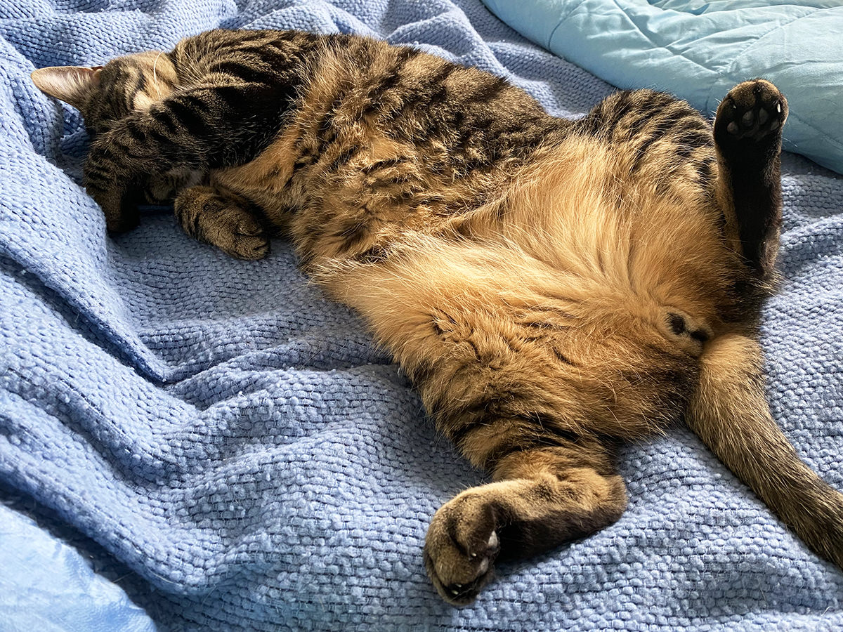 Jake laying down with his belly exposed, covering his eyes.