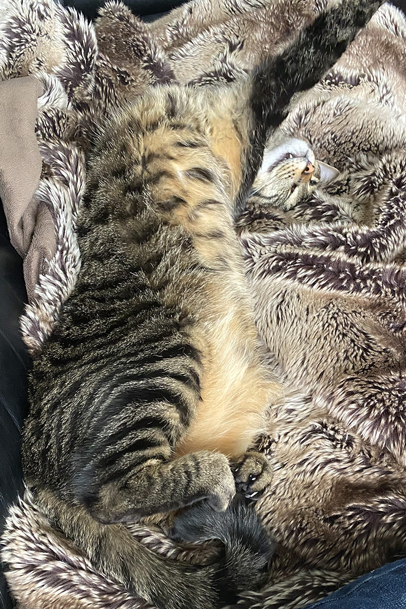 Jake sleeping at a weird angle on a fuzzy blanket except you can barely see him because he's the same color as the blanket.