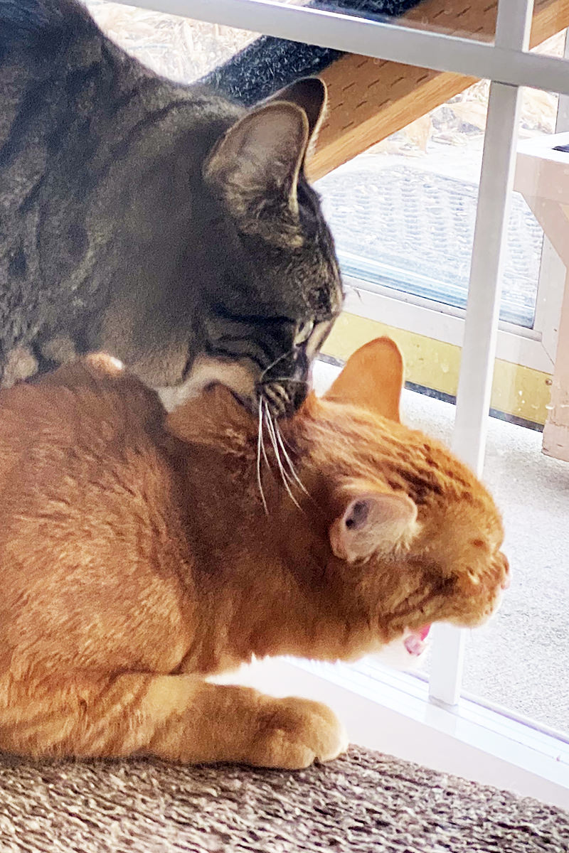 Jake on top of a hissing Jenny biting the fur on her neck.