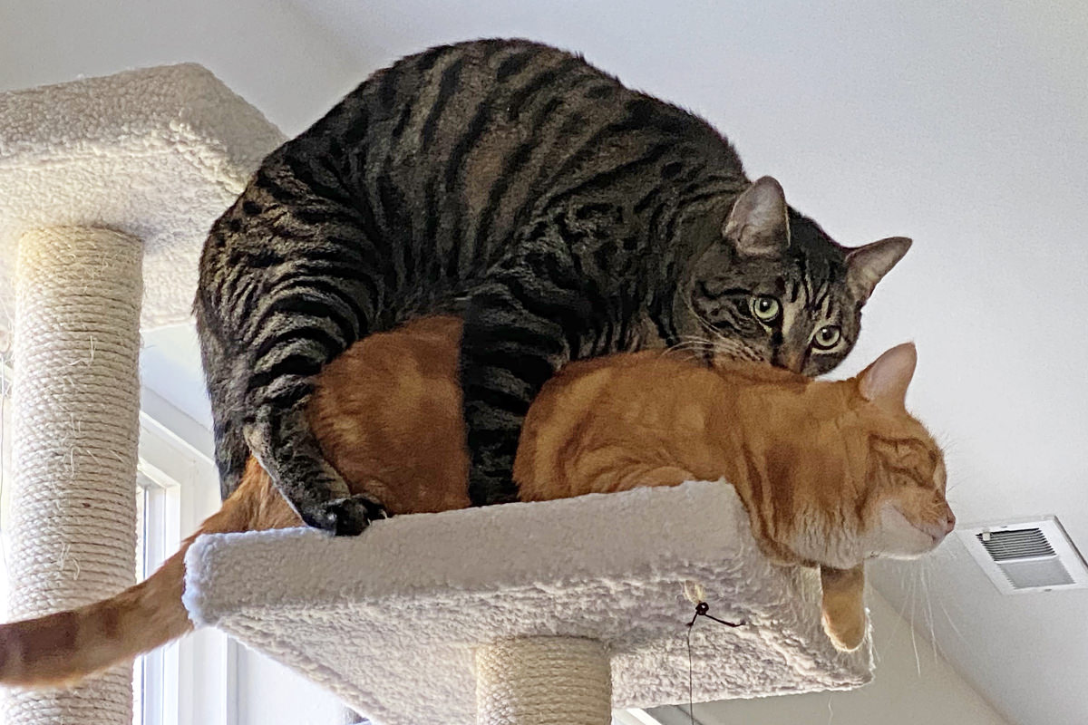 Jake on top of Jenny on top of the cat tree biting the fur on her neck.