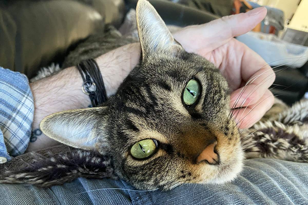 Jake looking up at me with his pretty green eyes while getting a butt rub.