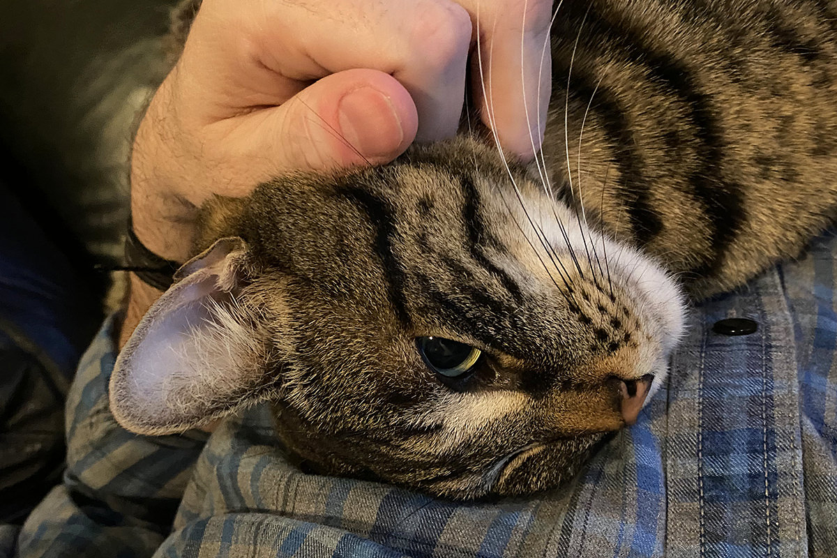 Jake laying on top of me getting scratches on his chin.