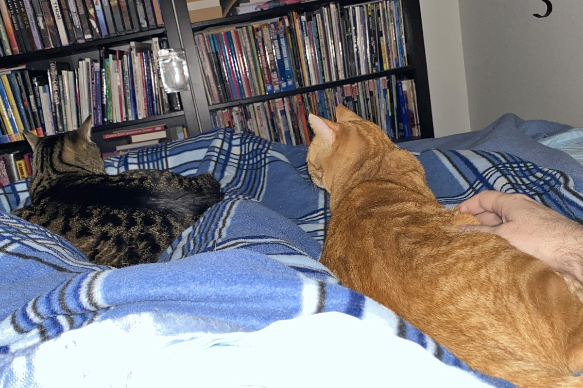 Jake and Jenny laying on my electric blanket.