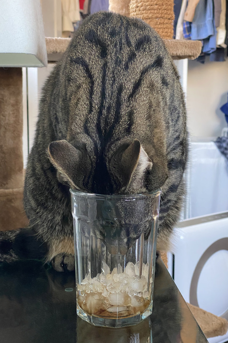 Jake sticking his face inside a glass with ice.