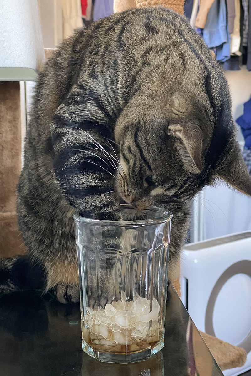 Jake trying to fish an icecube out with his paw.