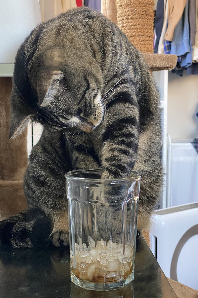 Jake trying to fish an icecube out with his other paw.