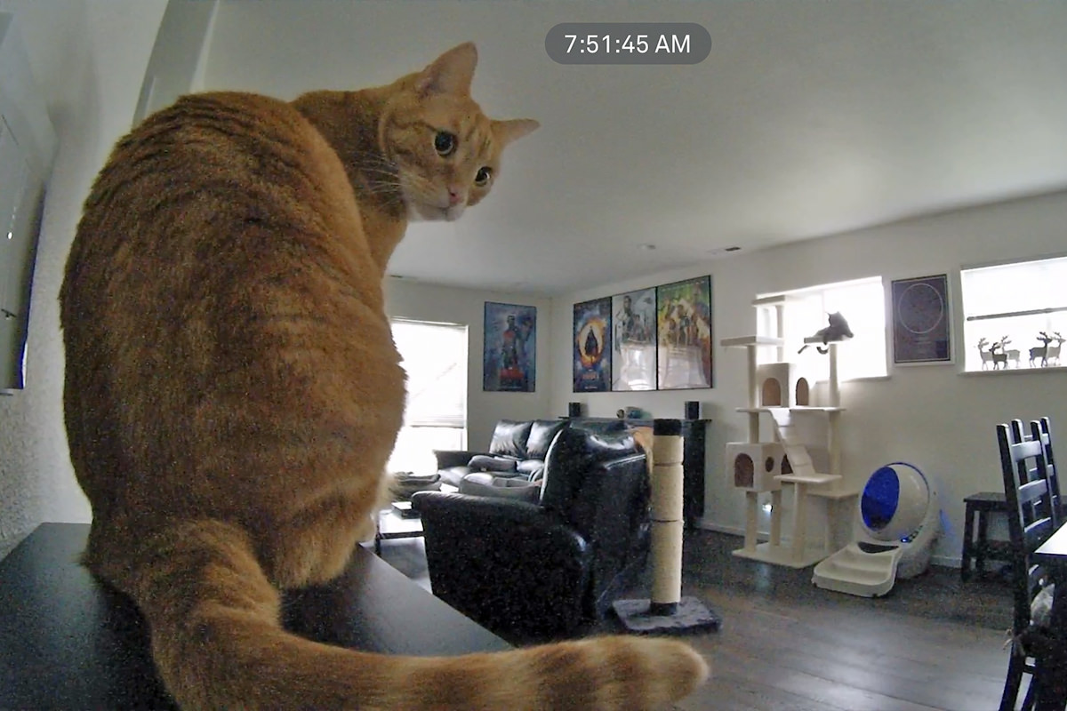 Jenny sitting in front of the secutiry camera looking adorable.