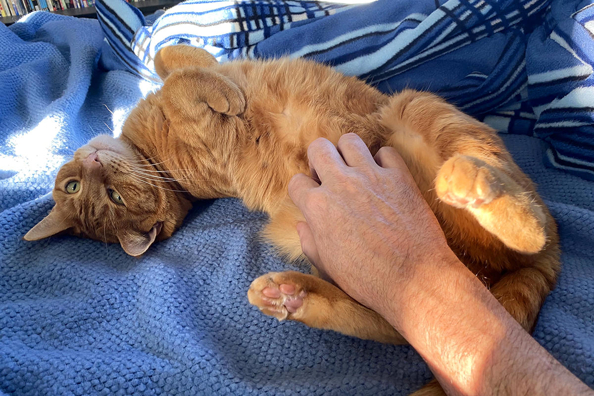 Jenny flopped on her back and getting tummy scratches while looking adorable.