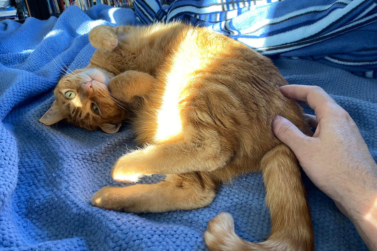 Jenny looking at me while getting butt scratches while sunlight streaks across her.