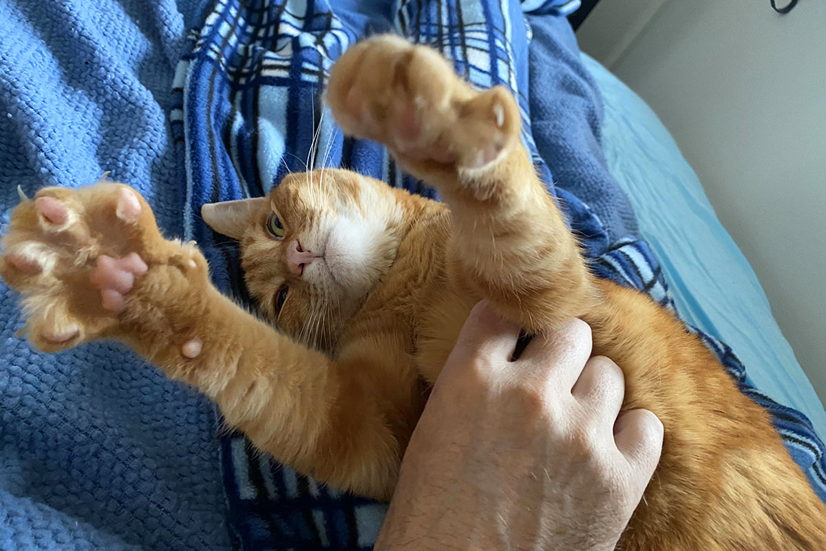Jenny reaching towards me while I rub her belly.