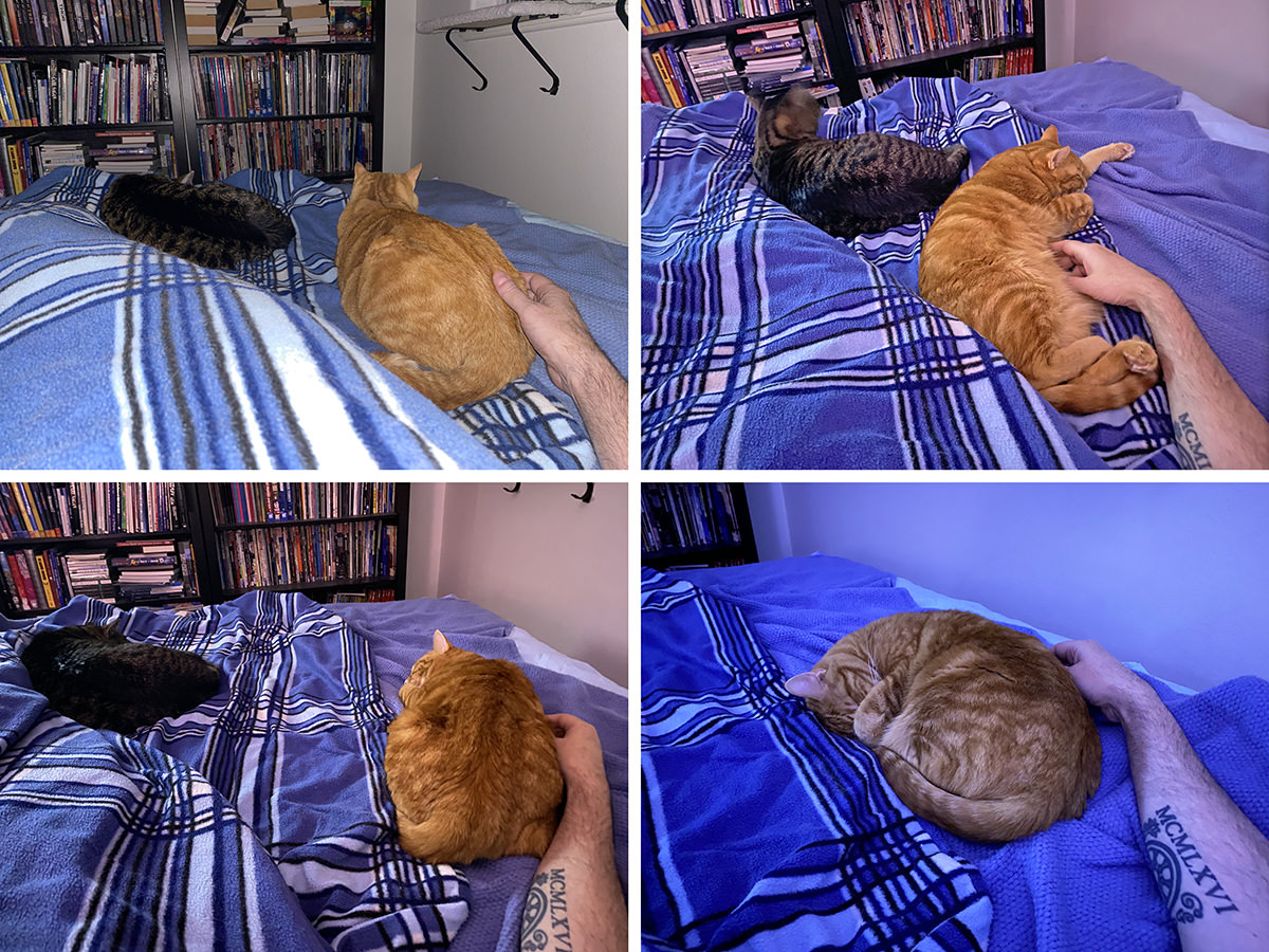 Four images of Janny sleeping