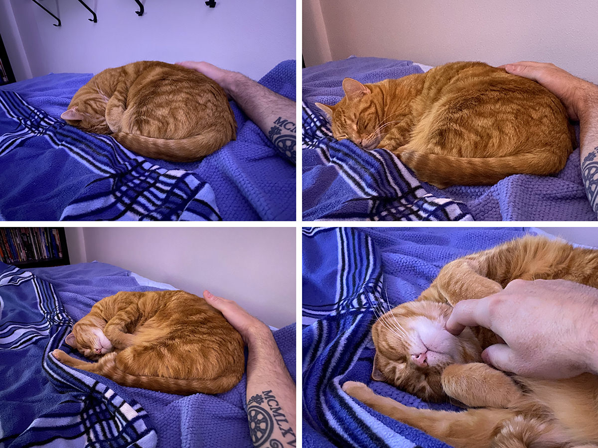 Four images of Janny sleeping