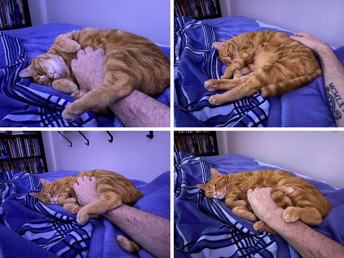 Four images of Janny sleeping