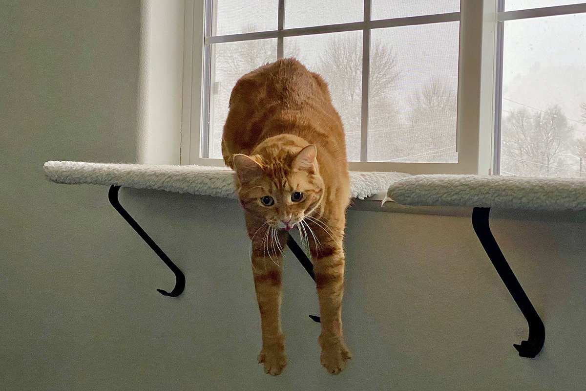 Jenny hanging off a cat perch with her paws extended out like she's flying.