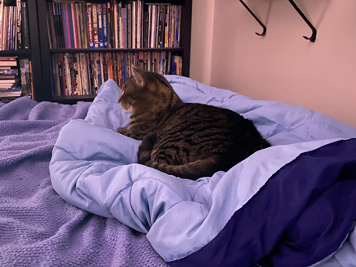 Jake watching television on my bed.