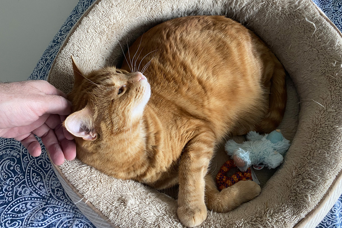 Jenny getting a head-scratch while laying in a cat bed that has toys in there with her.