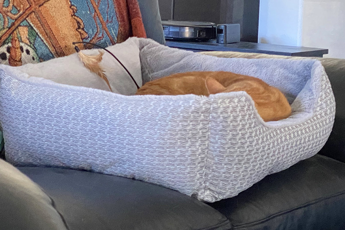 Jenny asleep in a cat bed.