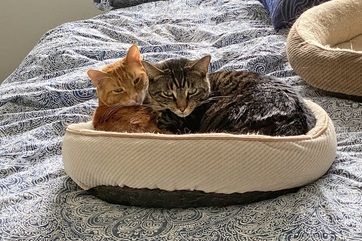 Jake and Jenny snuggling in a cat bed.
