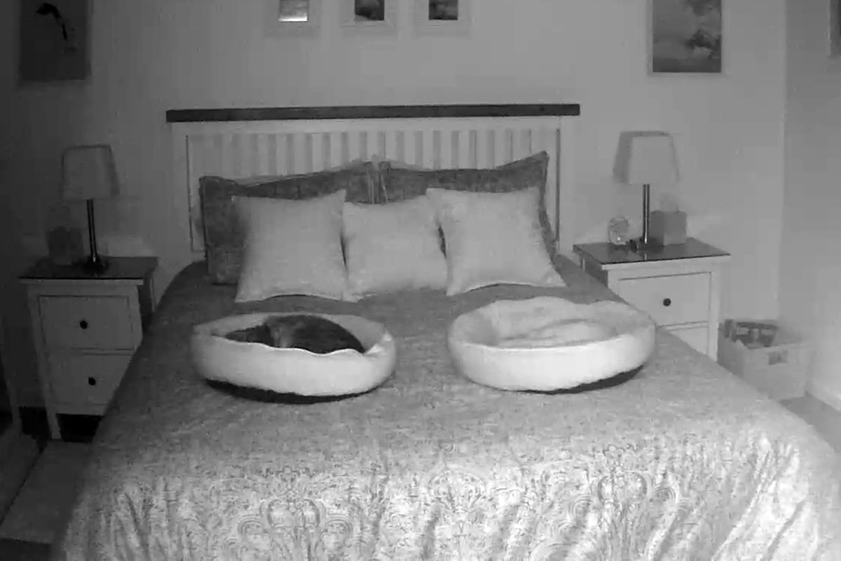 A night vision photo of Jake and Jenny curled up in separate kitty beds.
