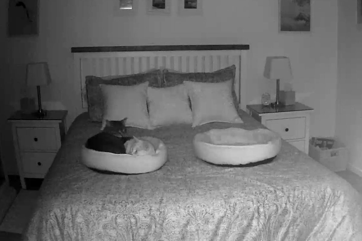 A night vision photo of Jake and Jenny curled up in the same kitty bed.