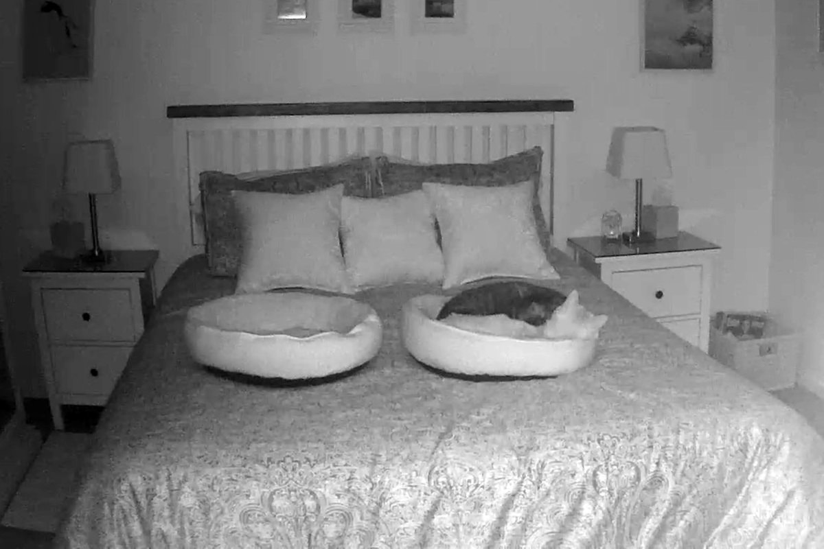 A night vision photo of Jake and Jenny curled up in the same kitty bed.