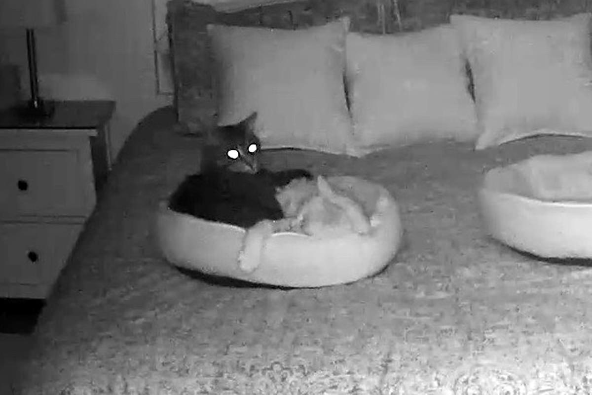 A night vision photo of Jake and Jenny curled up in the same kitty bed.