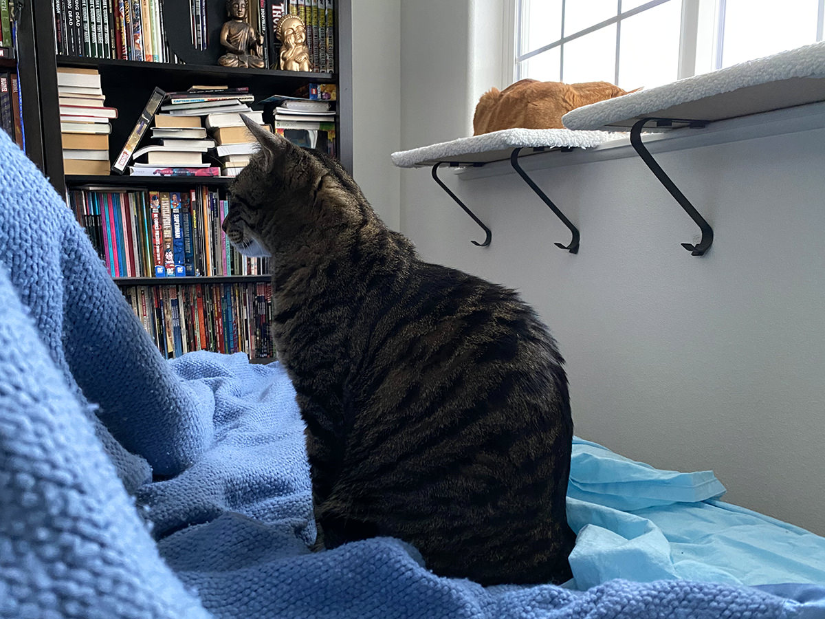 Jake sitting on the bed while I work while Jenny is on the window shelf.