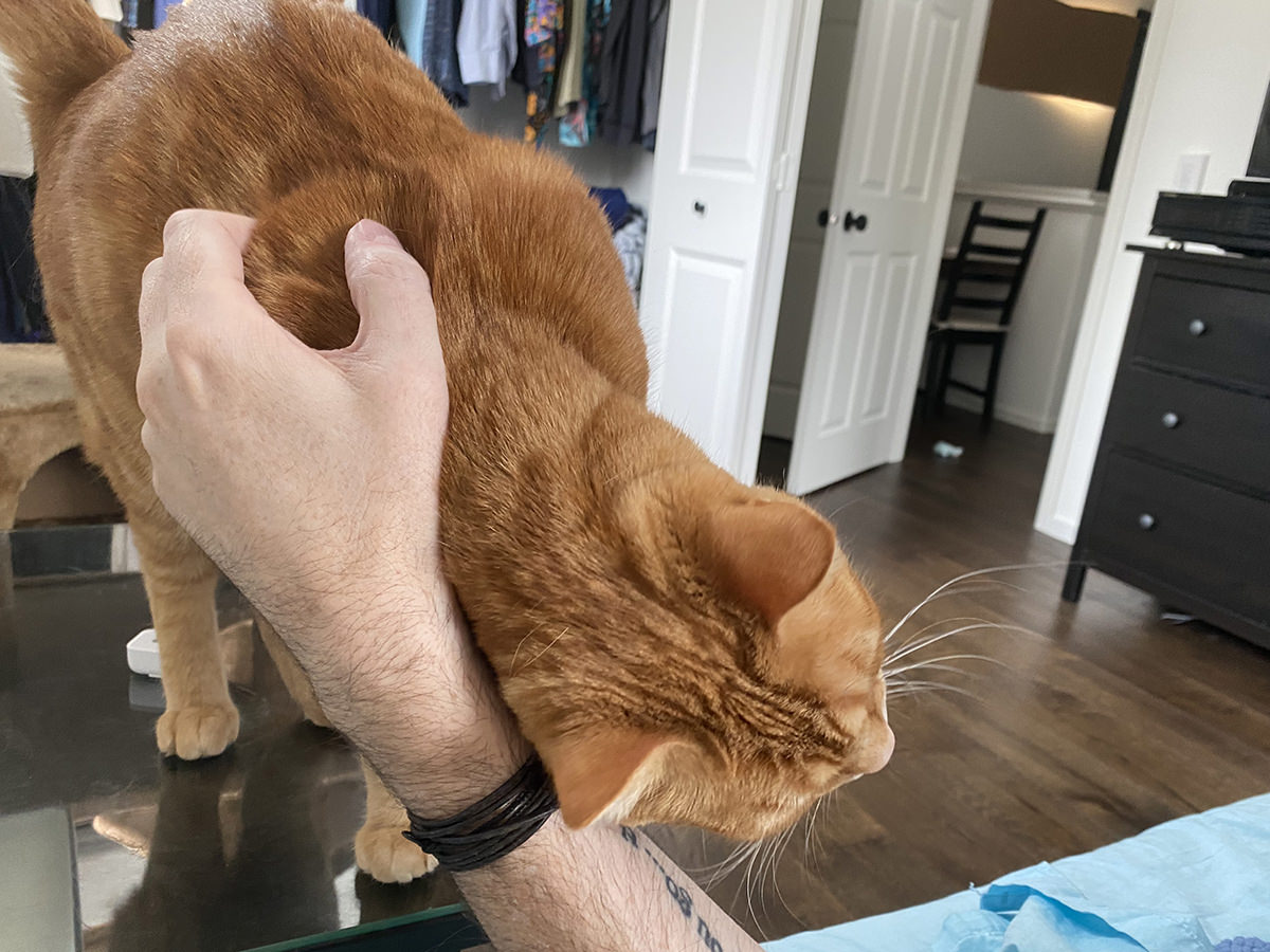 Jenny on the nightstand rubbing up against my arm while I pet her.