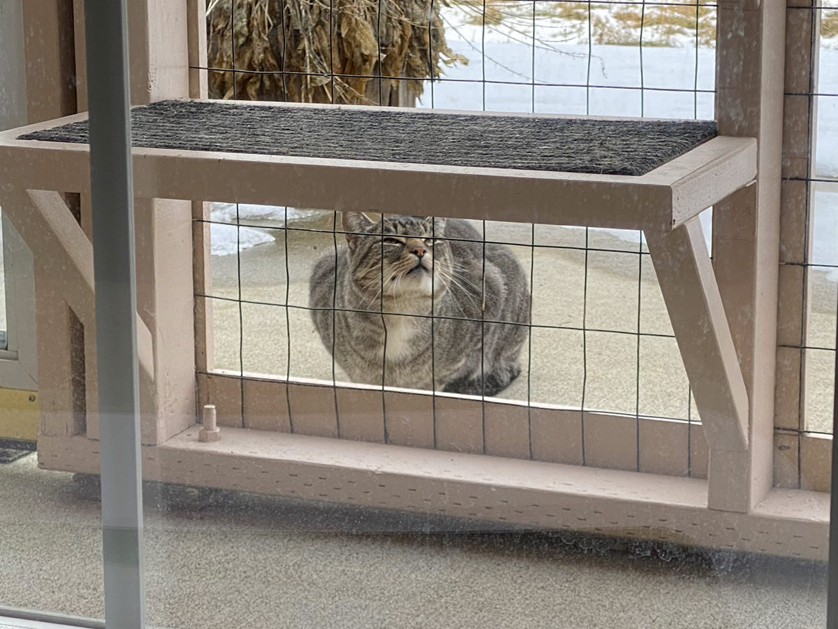 Fake Jake outside the catio staring up at something.