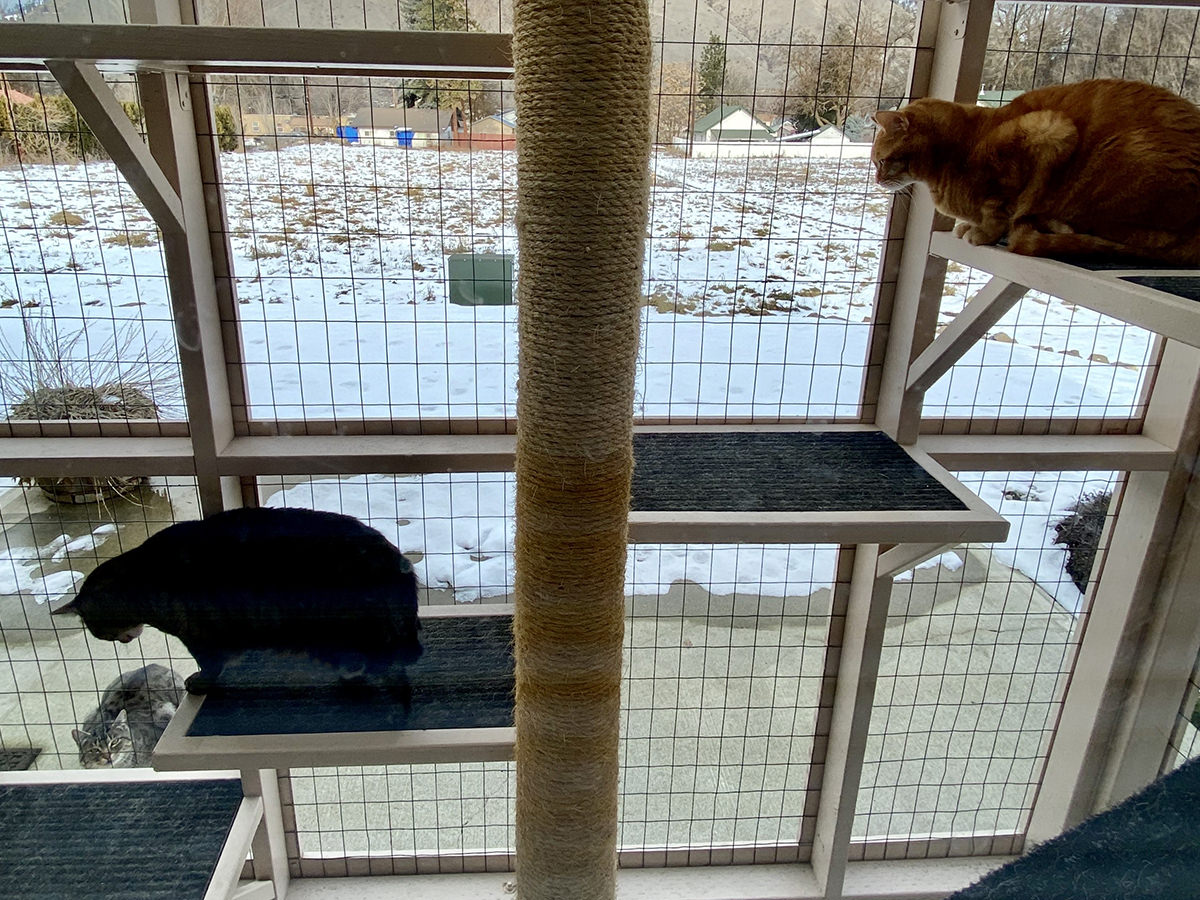 Fake Jake outside the catio staring up at Jake and Jenny staring down at him.