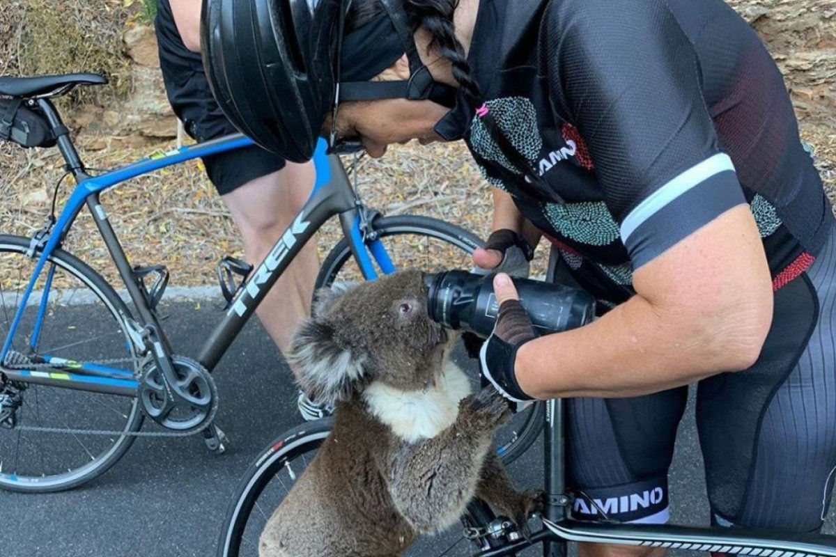 A thirsty koala being watered from a canteen by a cyclist.