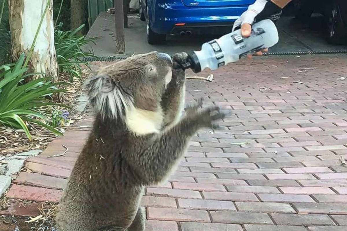 A thirsty koala being watered from a water bottle.