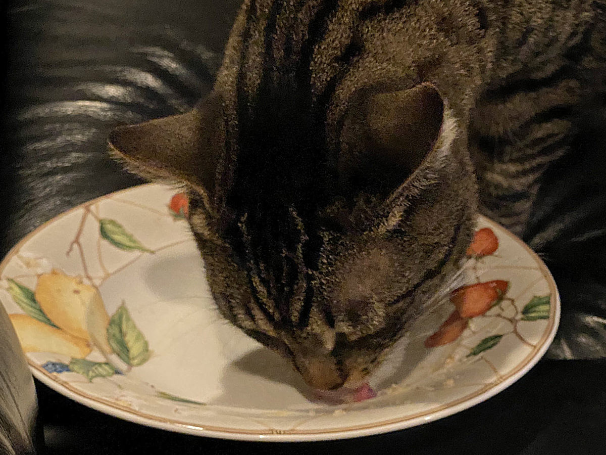 My cat jake, licking the plate that my pasta was on.