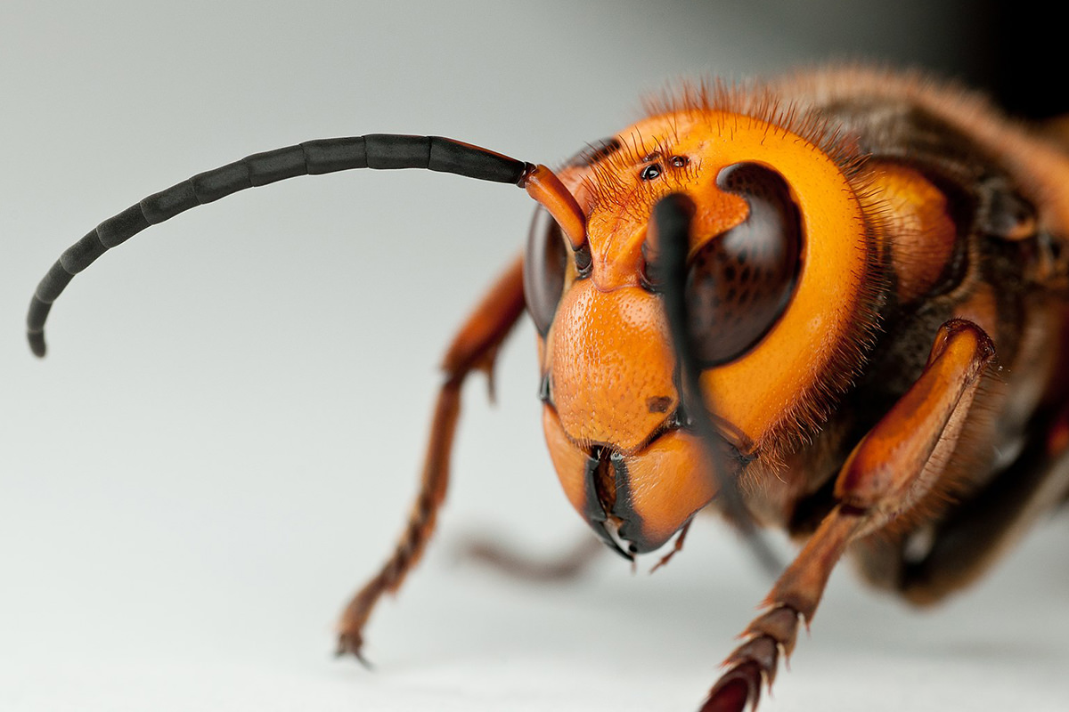 A scary-ass murder hornet close-up.